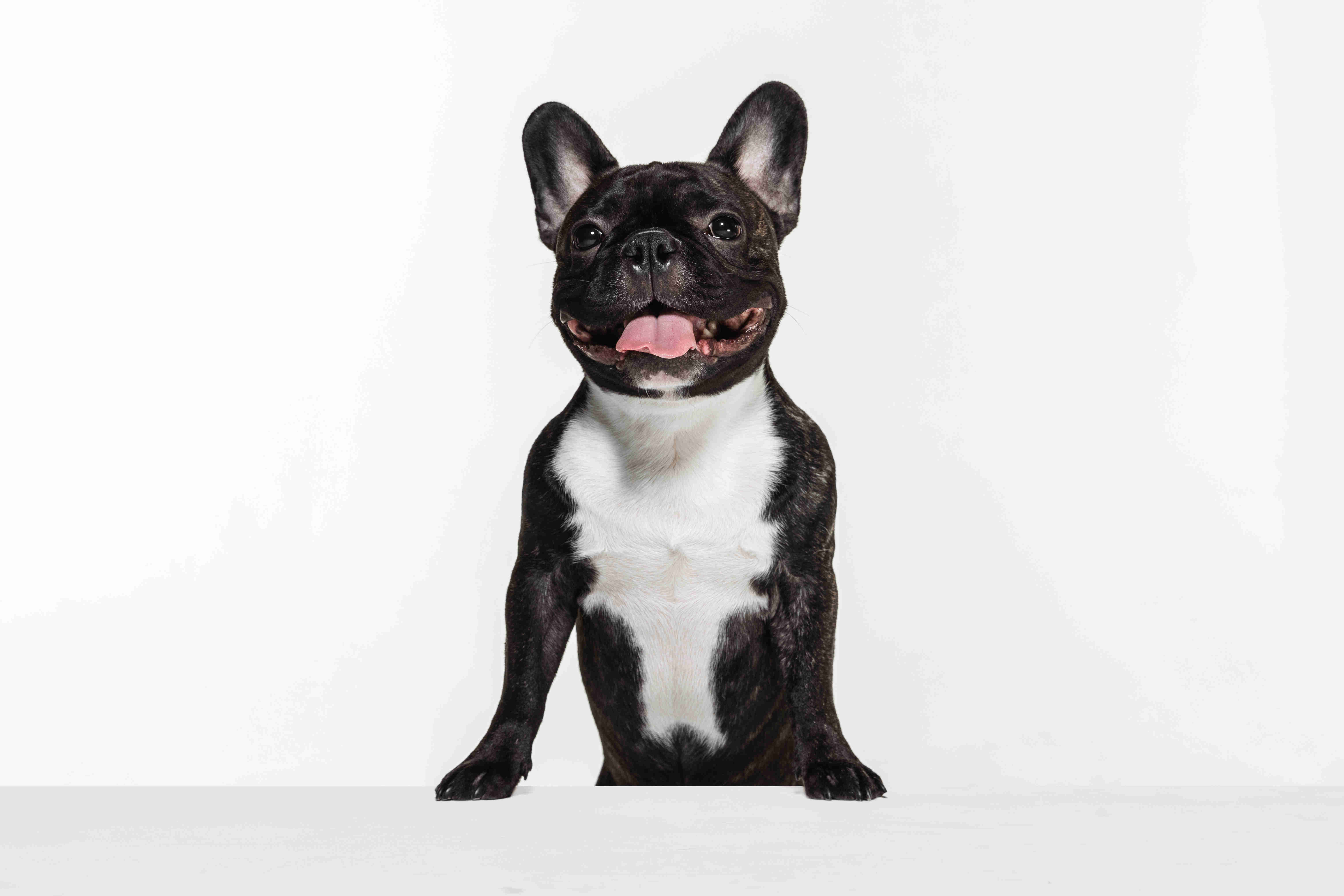 5 Telltale Signs of Stress and Anxiety in French Bulldog Puppies: A Guide for Pet Owners